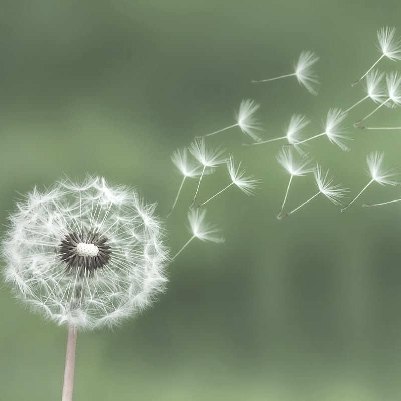 Preventative Mental Health